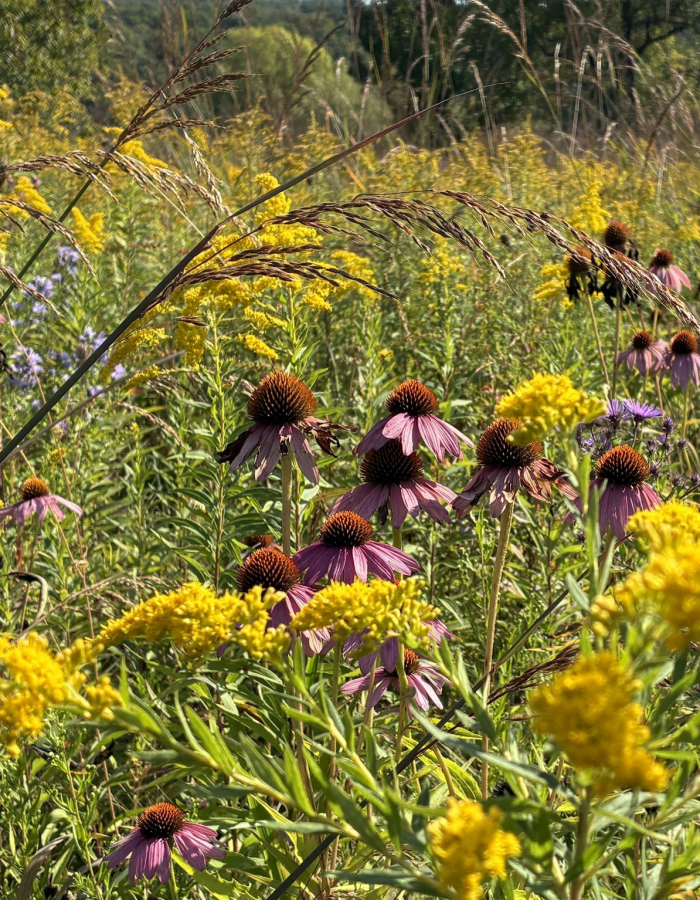 Fall flowers at The Fen