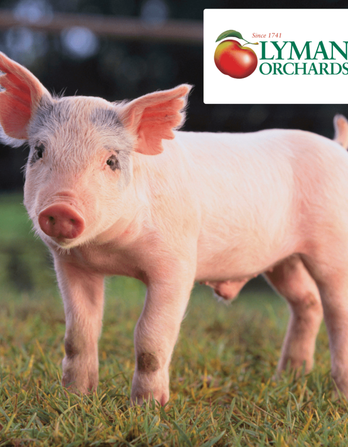 Oink and Om Yoga 