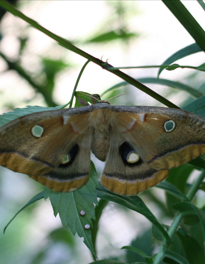 A polyphemus moth has its wide wings spread along brush.