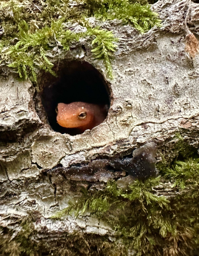 An adorable lizard seeking shelter in an old log.
