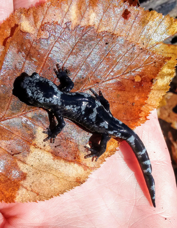 A black and gray marbled salamander rests on a leaf
