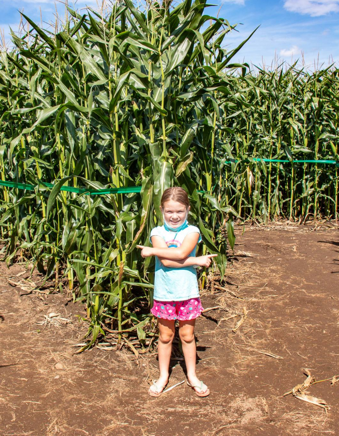Corn Maze