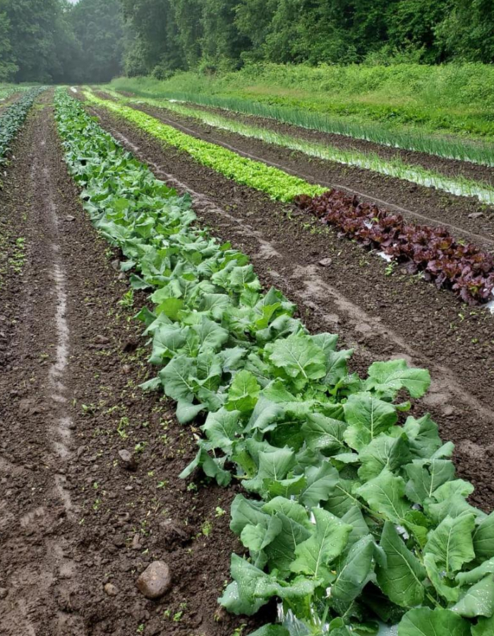 Field crops