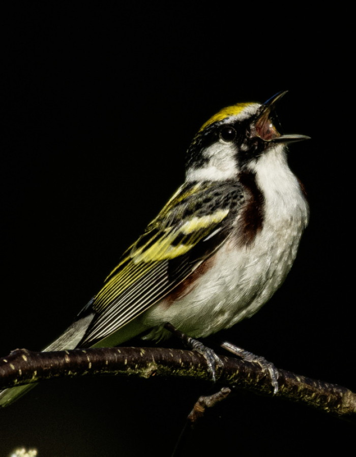 Bird perched on branch calling out