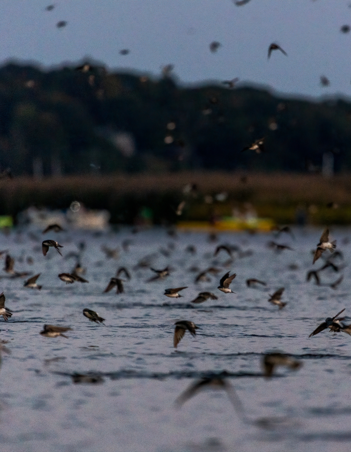 Tree swallow migration and murmuration on the lower CT River