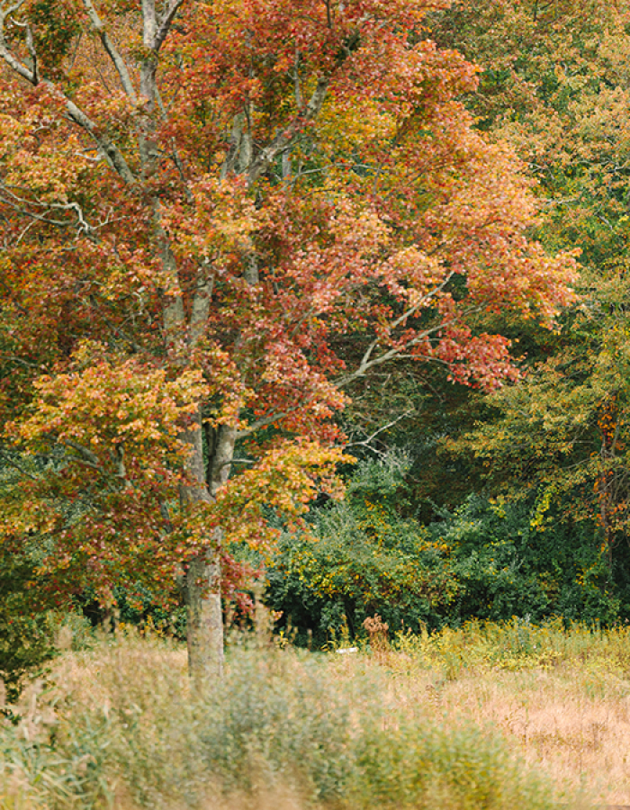 Autumn Stroll 