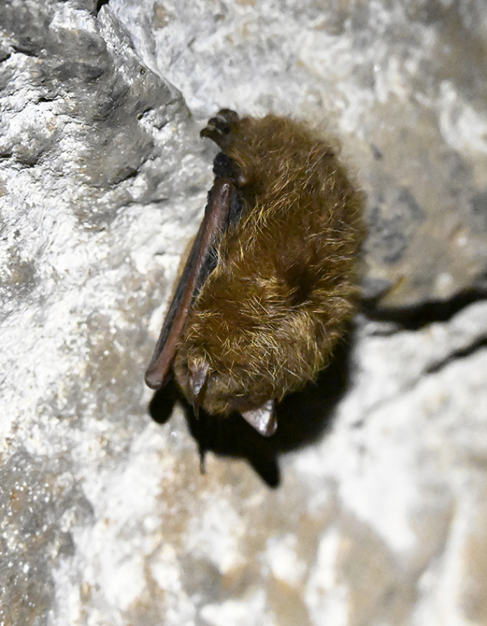 An image of a sleeping bat attached to a rock.