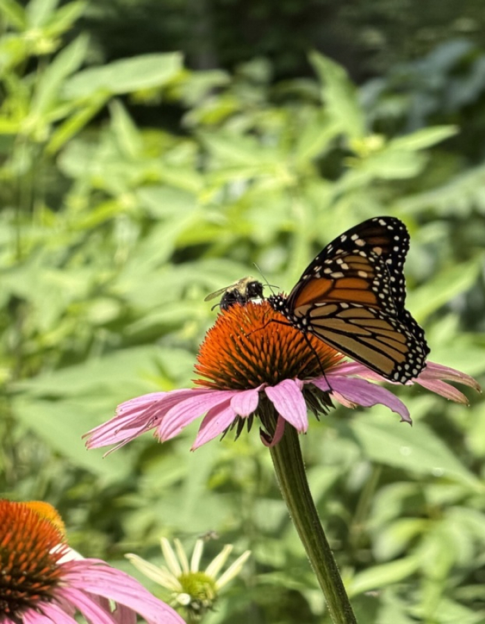 Butterfly perched on flower
