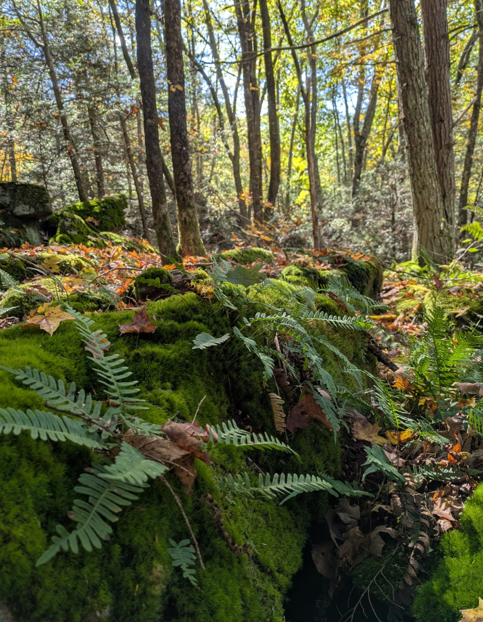 Moss and fern covered boulders