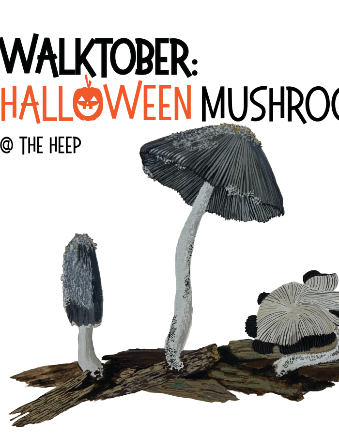 illustration of mushrooms