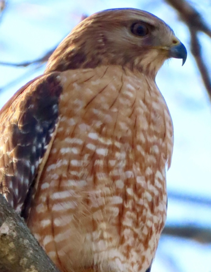 Hawk perched on a branch.