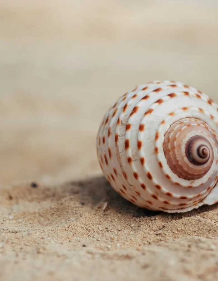 sand with a sea shell