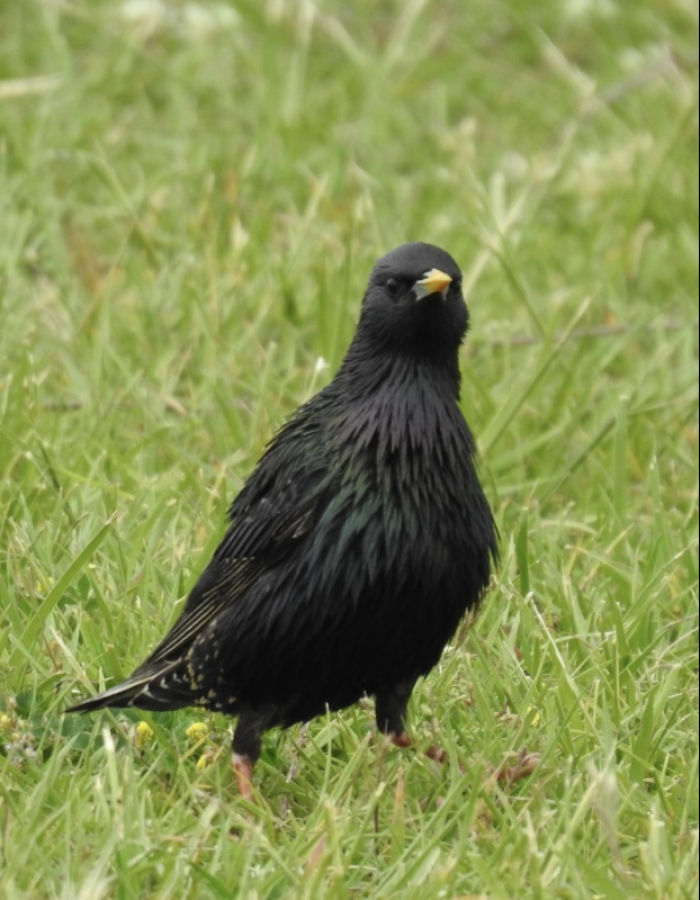 Birds walking in grass