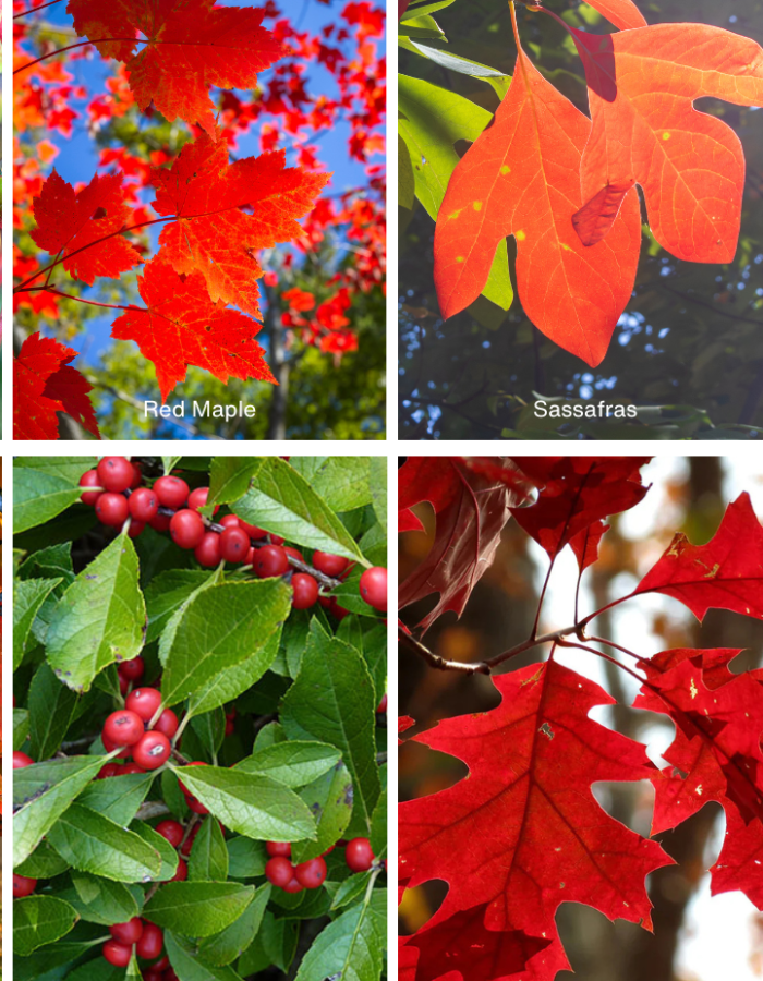 Guided Kayaking to See the Fall Foliage with Wanderlust Ecotours All Equipment Included