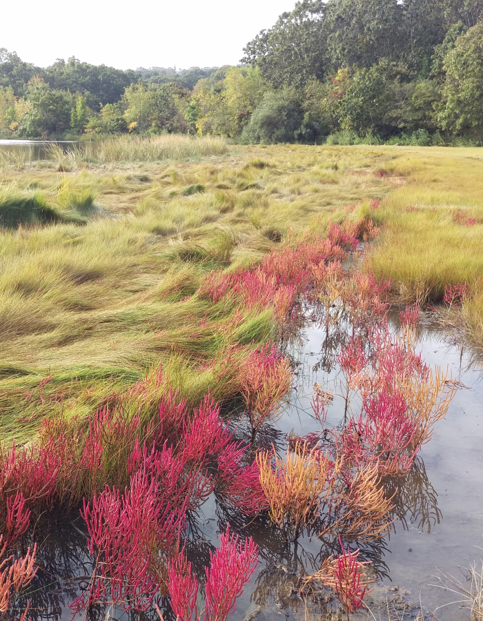 Mamacoke Island marsh with pink and orange salt marsh plants beside a pond.