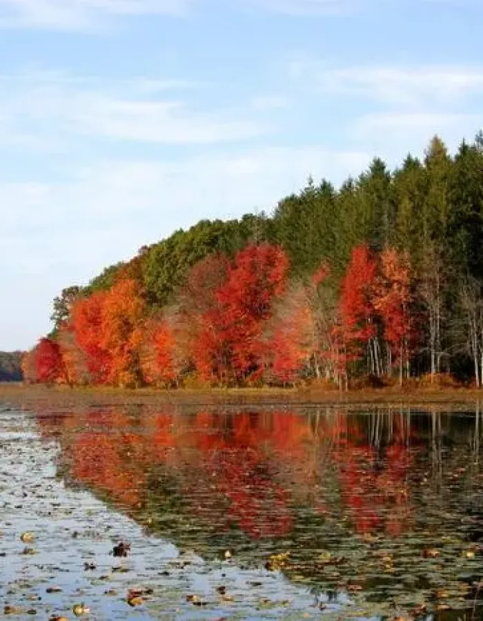 Colorful trees along pond