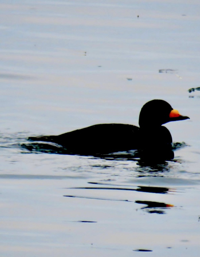 Duck swimming