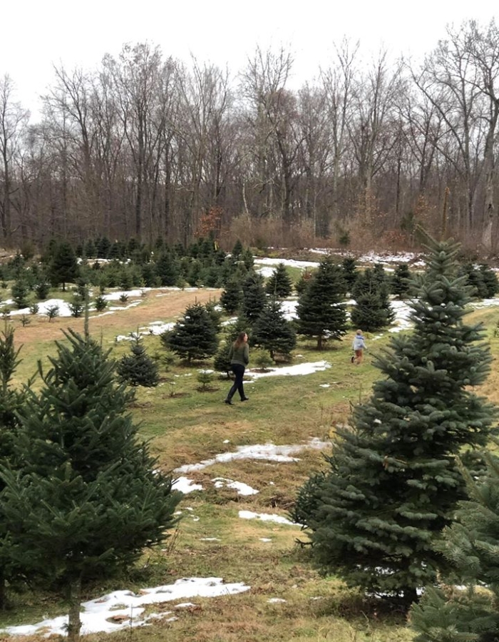 Blue Spruce — Mile High Tree Farm