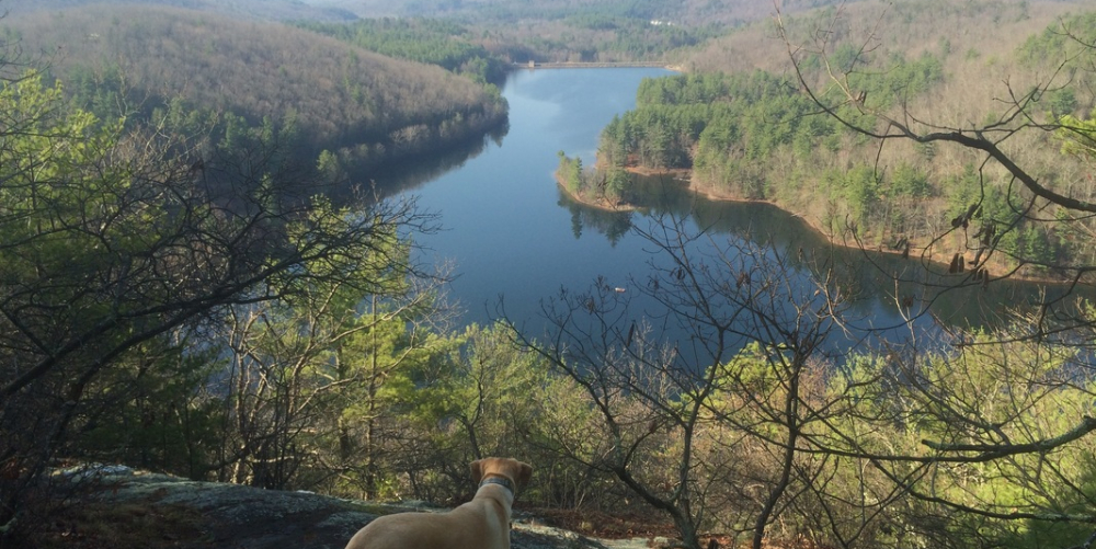 Dog overlooking forested hills and a winding river or lake