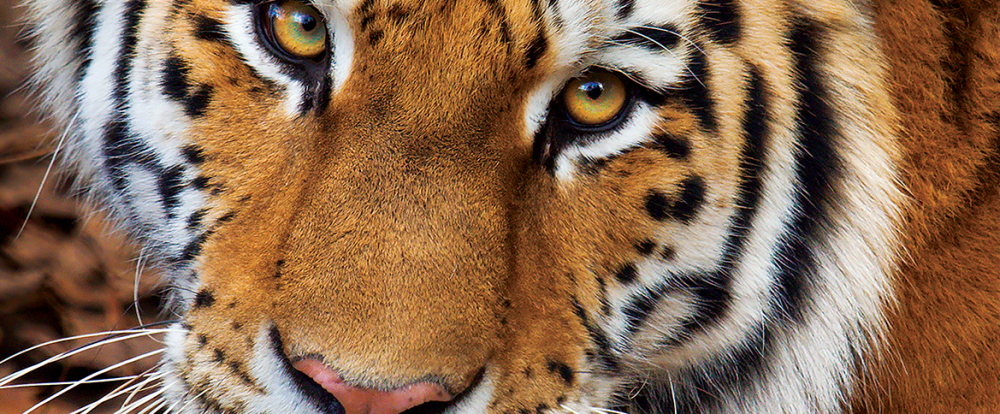 Close-up of a tiger's face with detailed fur and eyes