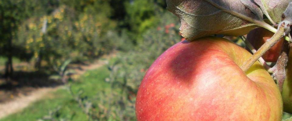 Ripe red apple hanging on a tree in orchard with green foliage