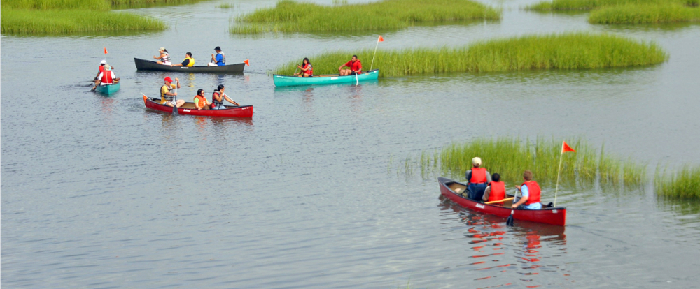 Groups kayaking and canoeing in calm water near marsh grass