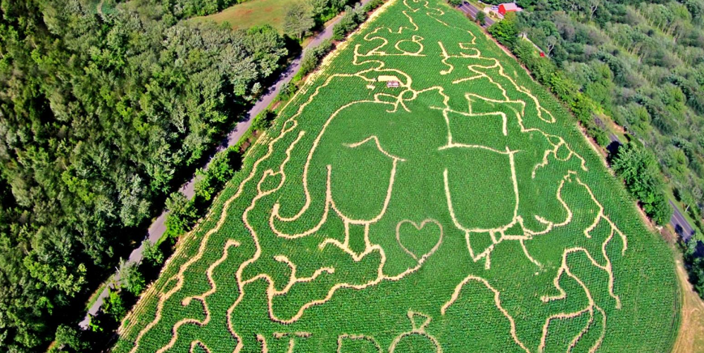 Aerial view of corn maze shaped like couple with hearts and 'I DO' text