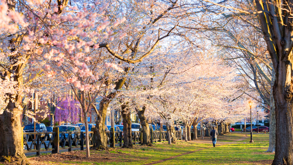 Cerezos en flor en New Haven