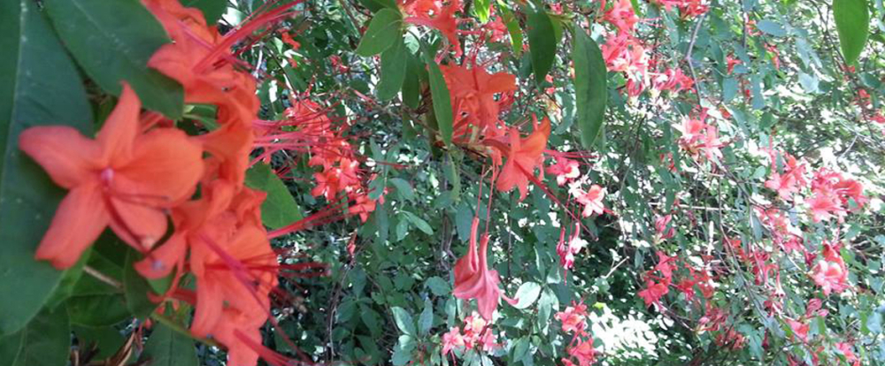 Vibrant orange flowers among green leaves in a Connecticut College arboretum