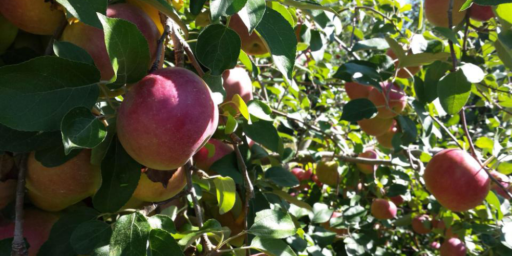 Ripening red and yellow apples on branches in an orchard