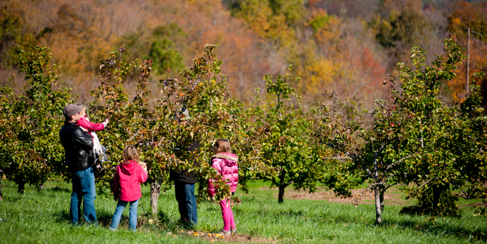 Family picking apples in orchard with autumn trees in background