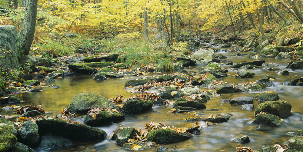 Stream flowing through autumn forest with yellow leaves and moss-covered rocks