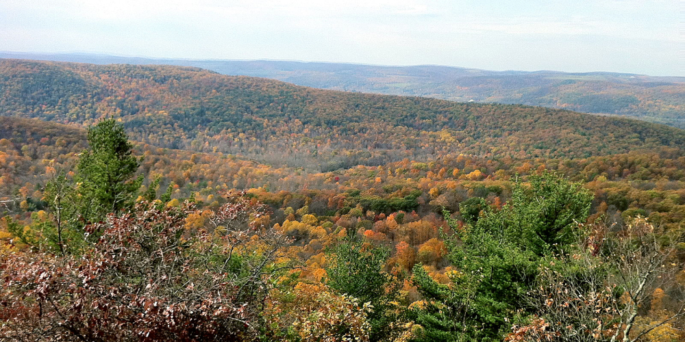 Autumn forest view from Cobble Mountain summit with Catskill Mountains background