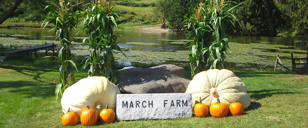 Pumpkins and cornstalks around March Farm stone sign by pond