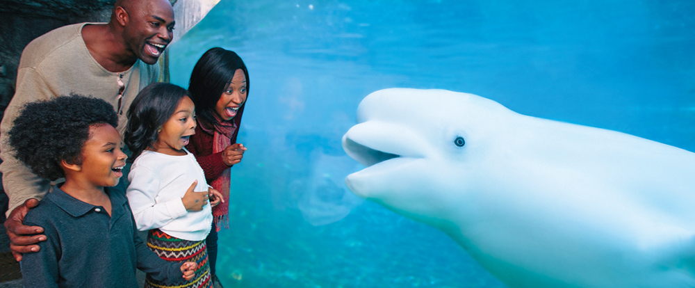 Family excitedly watching a beluga whale at Mystic Aquarium