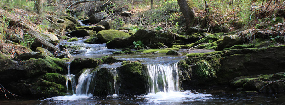 Small waterfall flowing over moss-covered rocks in forest brook