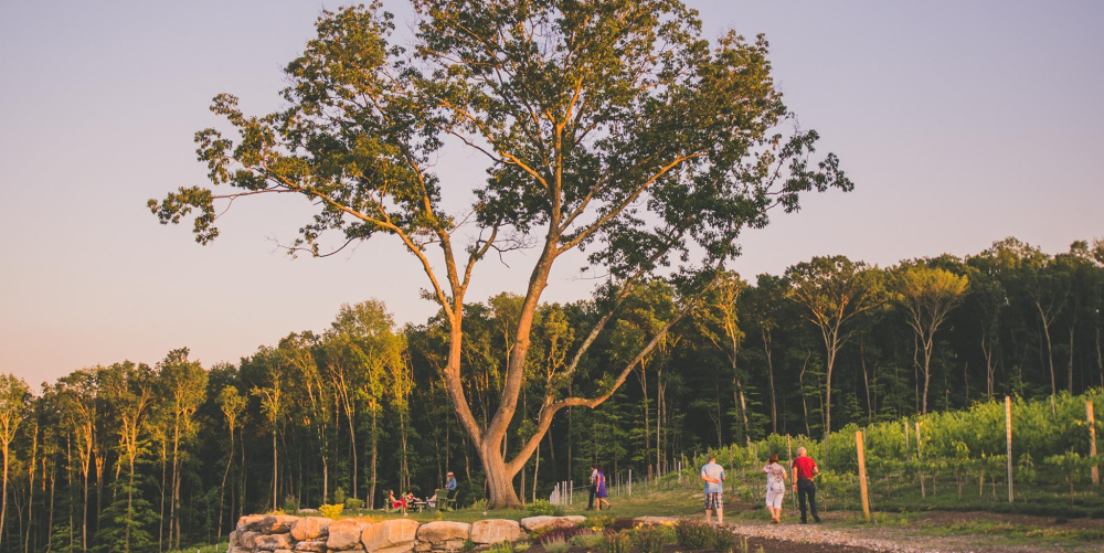 Large tree with people walking and sitting near vineyard at sunset