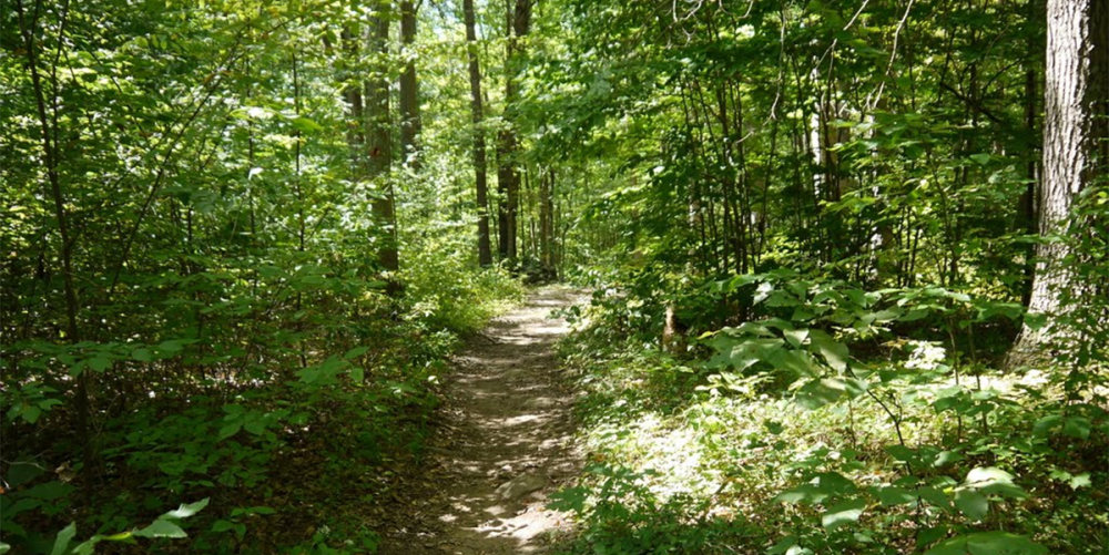 Sunlit dirt trail winding through dense green forest in Trout Brook Valley Reserve