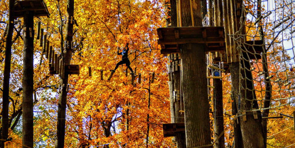 Person navigating ropes course among tall autumn trees