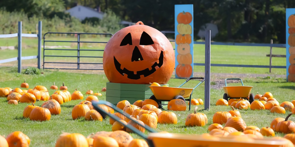 Large jack-o'-lantern with many pumpkins and wheelbarrows in pumpkin patch