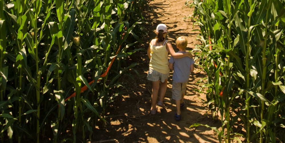 Two children walking through a corn maze on a sunny day