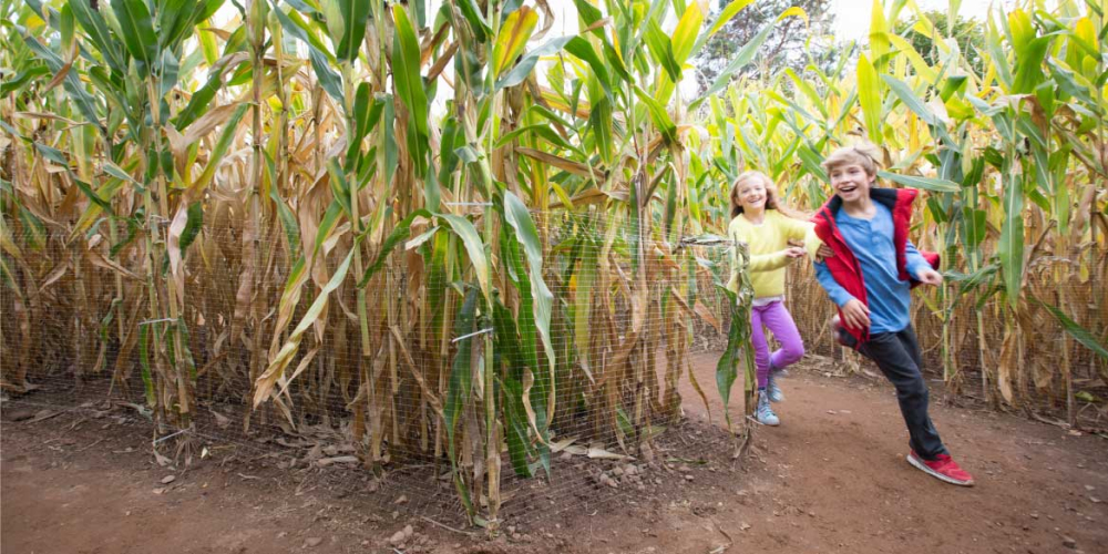 Two children running and smiling in a corn maze on a dirt path