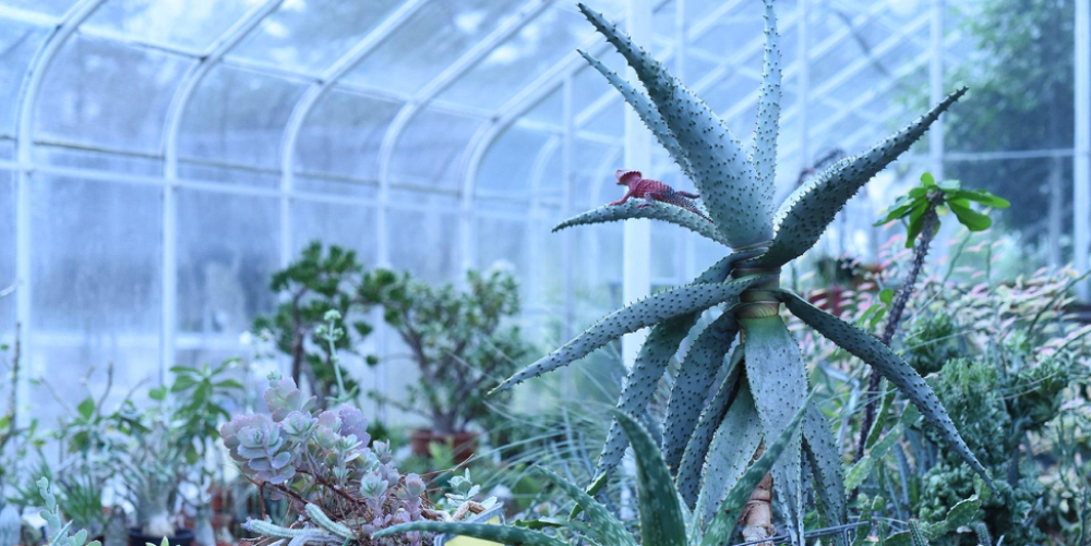 Succulent plants inside a greenhouse with arched glass roof