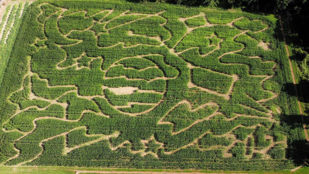 Aerial view of a corn maze with moon, stars, and planet designs