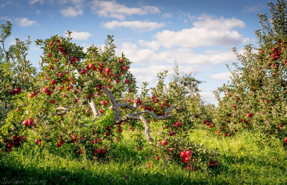 Apple orchard with trees full of ripe red apples under blue sky