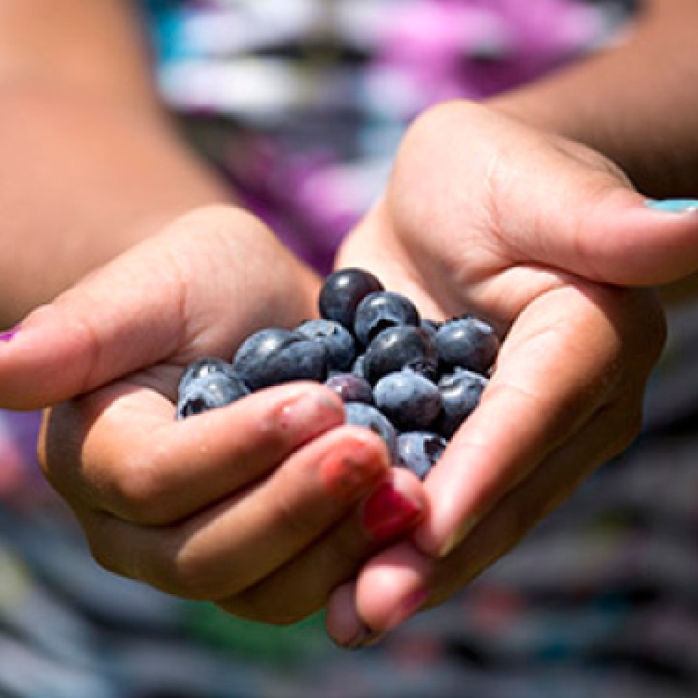 Hands holding freshly picked blueberries