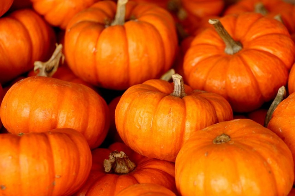 Close-up of orange pumpkins with stems