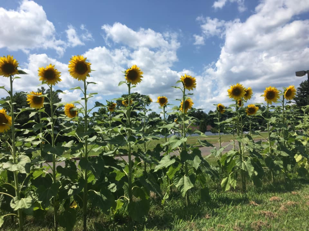 Tall sunflowers in a row under a partly cloudy blue sky