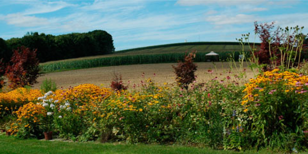 Field of yellow wildflowers with distant cornfield and blue sky