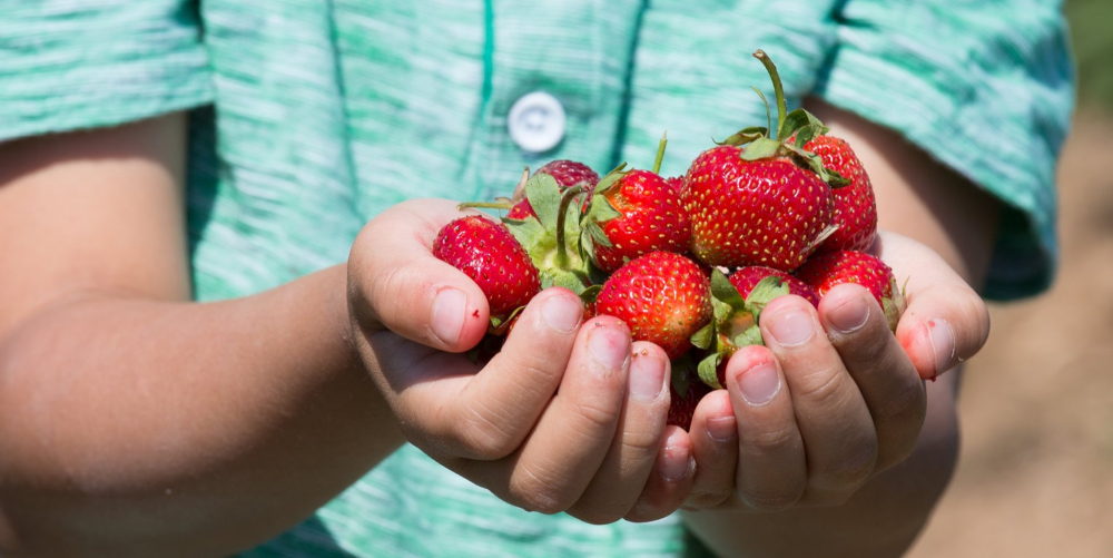 Child holding freshly picked red strawberries in hands